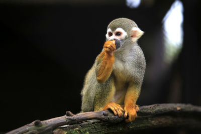 Close-up of monkey sitting on rock