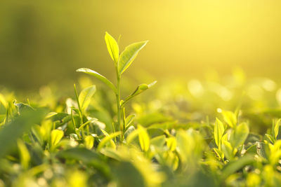 Close-up of plant growing tea plant on field