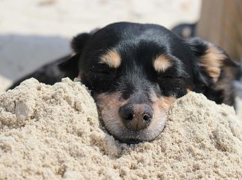 Portrait of black dog
