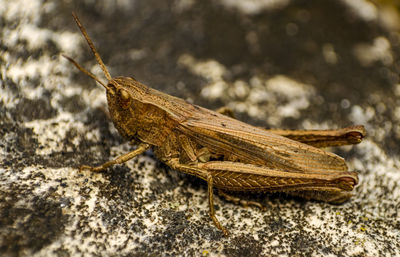 Close-up of insect on rock