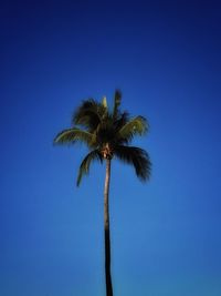 Low angle view of palm tree against clear blue sky