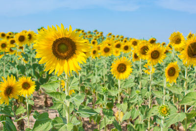 Close-up of yellow flowering plants on field