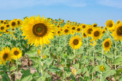 Beautiful sunflower with blue sky