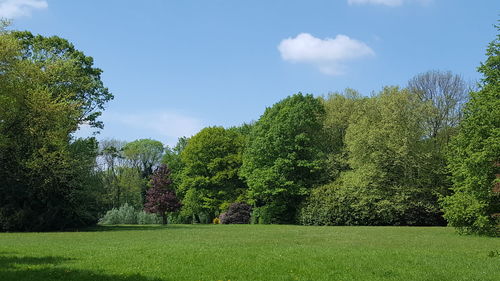 Trees on field against sky