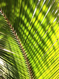 Full frame shot of leaves