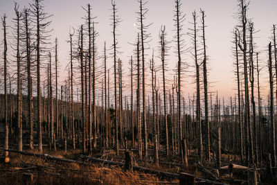 Scenic view of forest