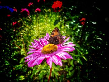 Close-up of butterfly on purple flower