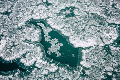 High angle view of frozen plants