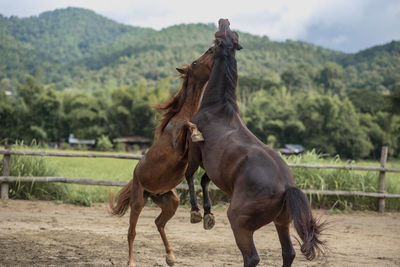 Horses in a field