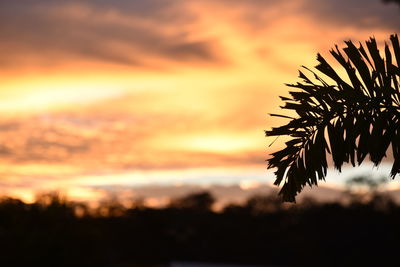 Low angle view of trees against sky at sunset