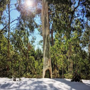 Trees growing on field against sky