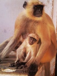 Portrait of monkey