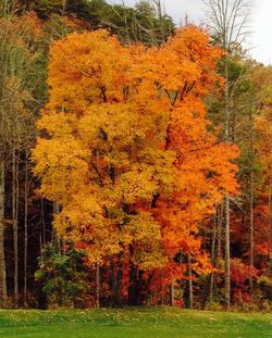 Trees in park