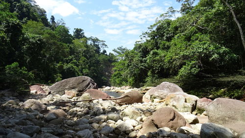 Rocks in forest against sky