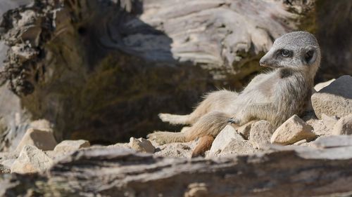 Monkeys in a rock