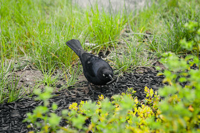 Close-up of duck on field
