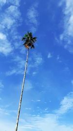 Low angle view of coconut palm tree against blue sky