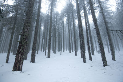 Trees in forest during winter