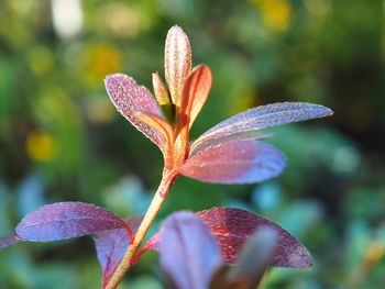 Close-up of purple flowering plant