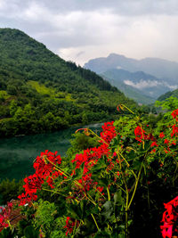 Scenic view of red flowering plants by mountains against sky