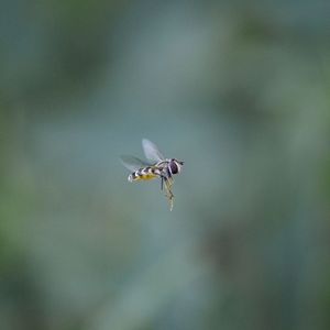 Close-up of fly