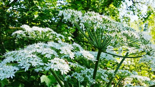 Close-up of flowers growing on tree