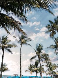 Low angle view of coconut palm trees against sky