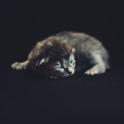 Close-up of cat sleeping on black background