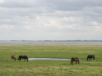 At the island of spiekeroog