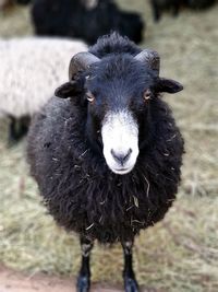 Portrait of an animal on field