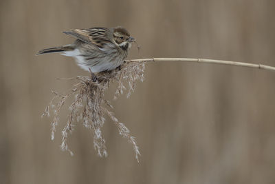 Close-up of bird perching on twig