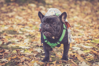 Portrait of dog at park during autumn