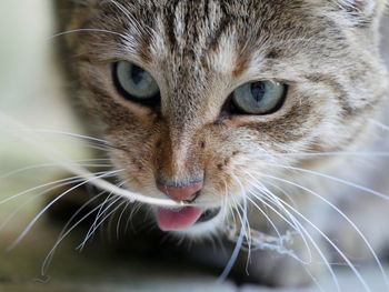 Close-up of cat's face