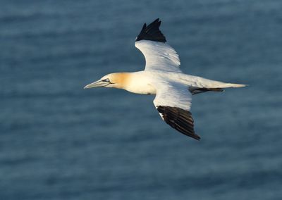 Seagull flying over sea