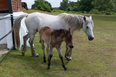 Horses in a field