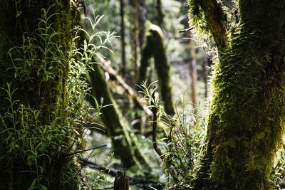 Close-up of bamboo trees in forest