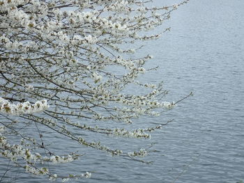 Close-up of tree against sky