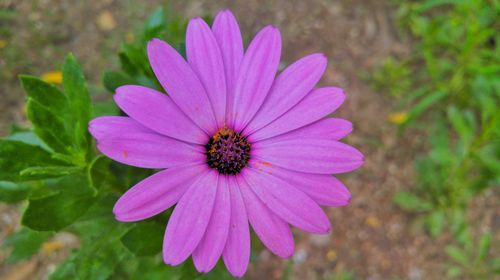 Close-up of purple flower