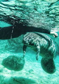 View of turtle swimming in sea