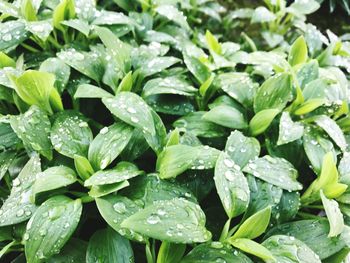 Close-up of wet plants