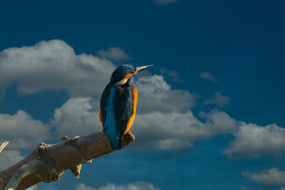 Low angle view of bird perching on branch against sky