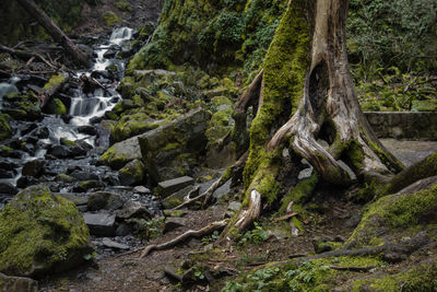 Scenic view of stream flowing through rocks in forest