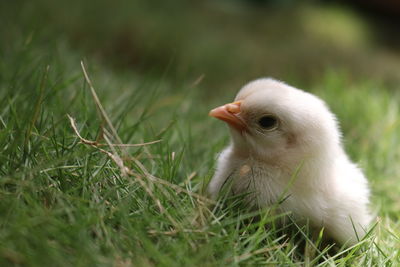 Close-up of a chick on field