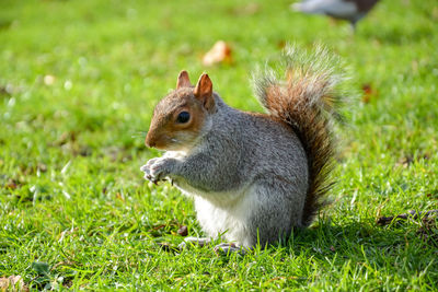 Close-up of squirrel on field