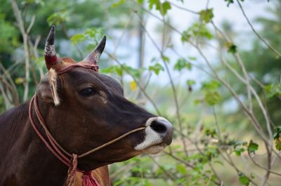 Close-up of a horse