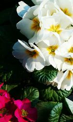 Close-up of white flowers blooming outdoors