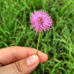 Close-up of cropped hand holding dandelion