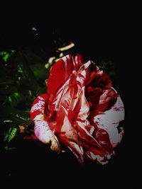 Close-up of red hibiscus flower against blurred background