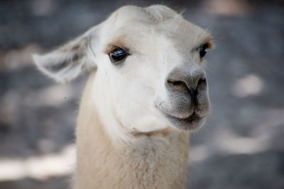 Portrait of llama