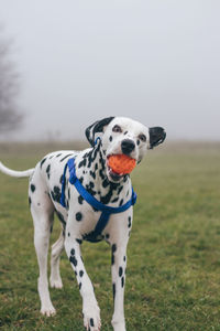 Portrait of dog on field